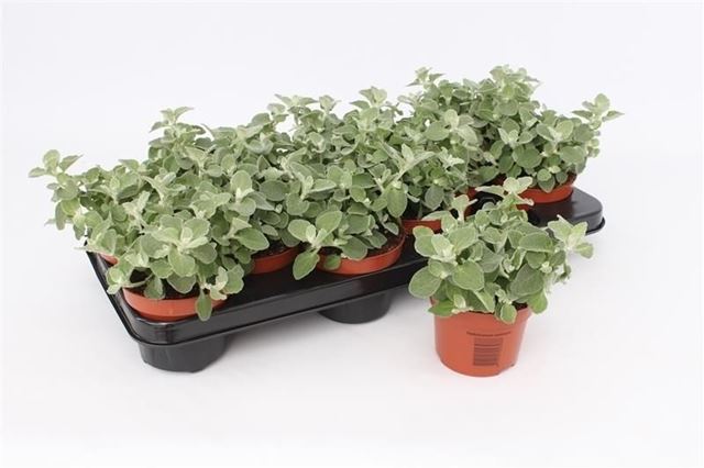 Picture of Helichrysum petiolare