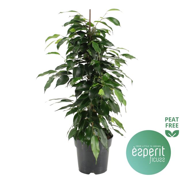 Picture of FICUS BENJAMINA DANIELLE