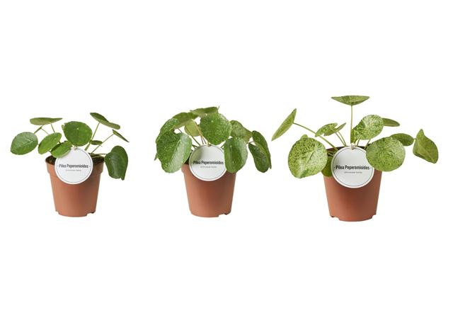 Picture of Pilea peperomioides variegated