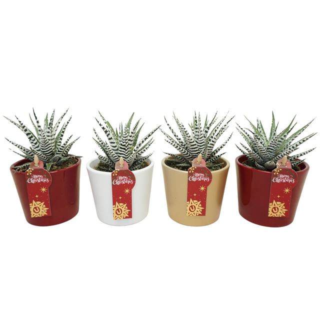 Picture of HAWORTHIA FASCIATA IN XMAS CERAMIC MIX