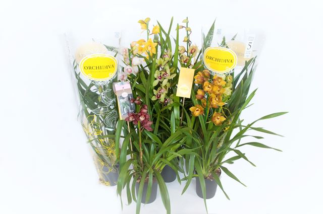 Picture of CYMBIDIUM 01-STEM MIX
