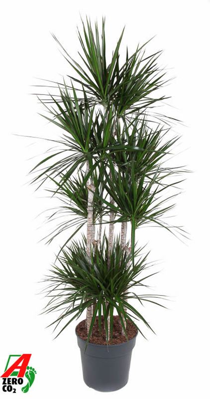 Picture of DRACAENA MARGINATA CARROUSEL 120CM