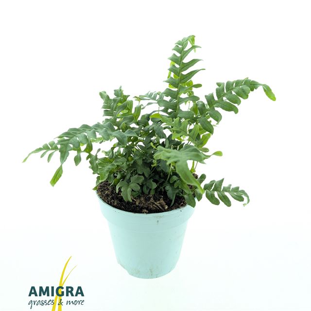 Picture of Polypodium vulgare