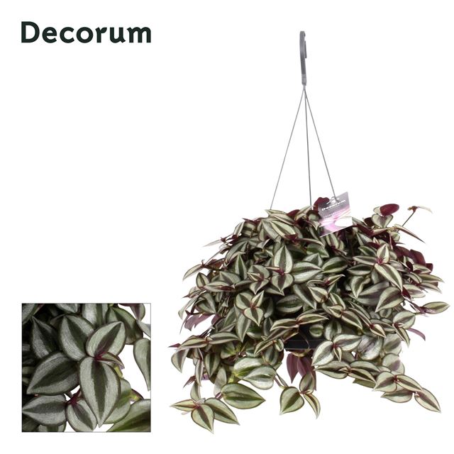Picture of Tradescantia zebrina purpusii hanging basket