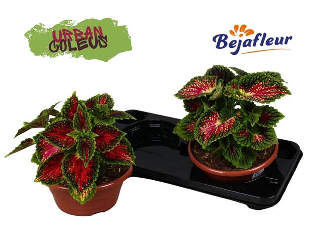Picture of COLEUS SPACECAKE IN BOWL