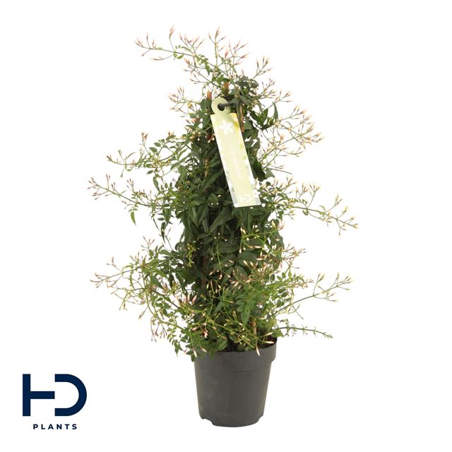 Picture of Jasminum polyanthum column