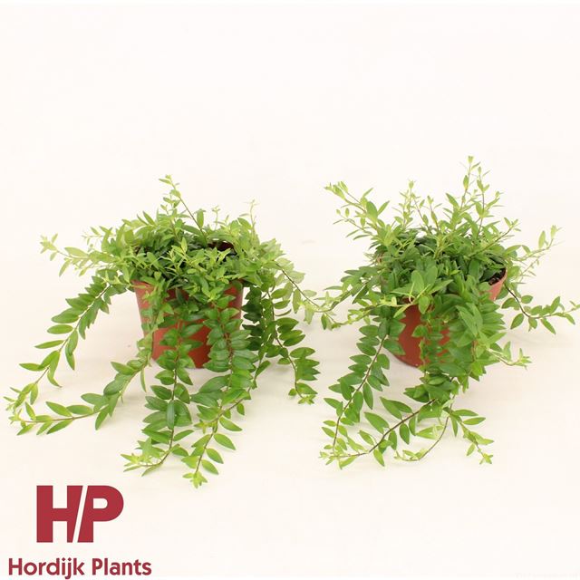 Picture of AESCHYNANTHUS JAPHROLEPIS