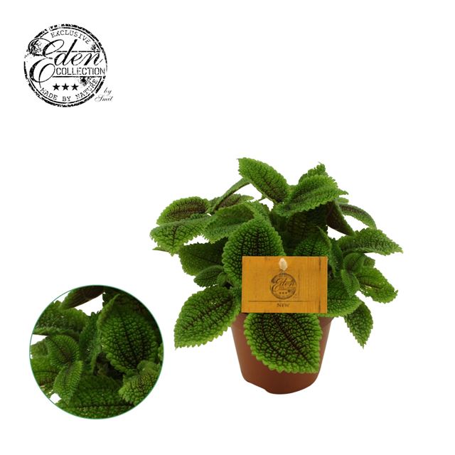 Picture of PILEA INVOLUCRATA MOON VALLEY