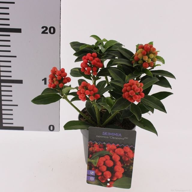 Picture of Skimmia japonica cleopatra