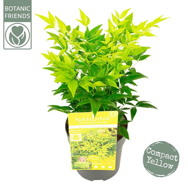 Picture of NANDINA DOMSTICA MAGICAL LEMON AND LIME