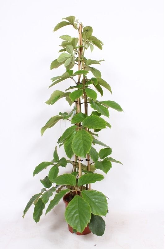 Picture of TETRASTIGMA VOINIERIANUM