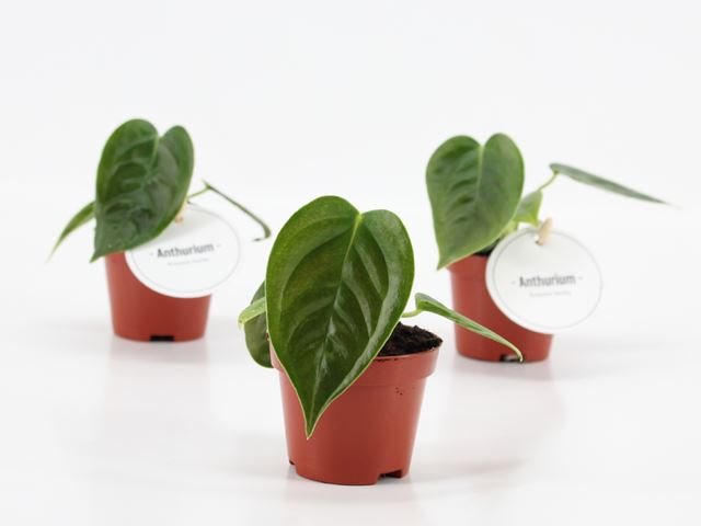 Picture of Anthurium veitchii