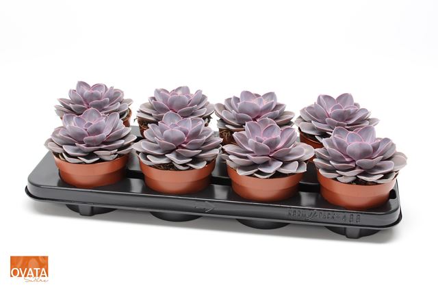Picture of ECHEVERIA PURPLE PEARL
