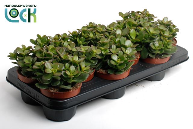 Picture of CRASSULA OVATA MINOR