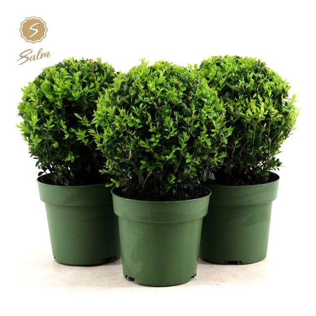 Picture of BUXUS SEMPERVIRENS BALL 020CM