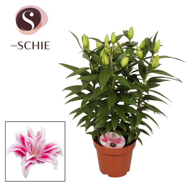 Picture of Lilium roselily nowa