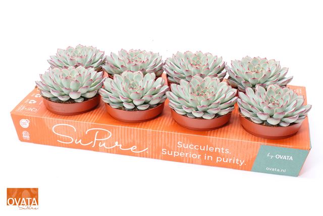 Picture of ECHEVERIA PULIDONIS