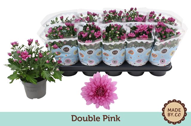 Picture of Chrysanthemum indicum double pink