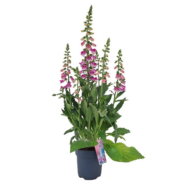Picture of Digitalis purpurea panther
