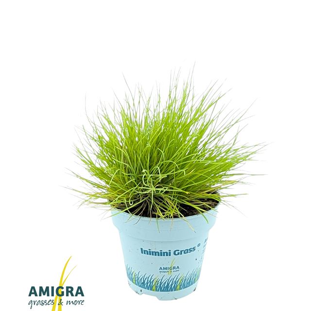 Picture of Festuca glauca amigold