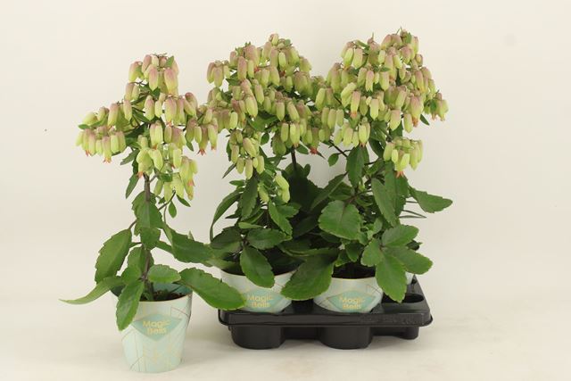 Picture of Kalanchoe pinnata magic bells