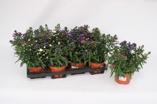 Picture of Aster showmaker tricolor