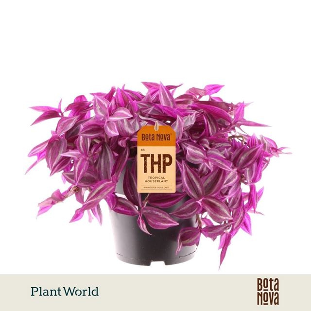 Picture of Tradescantia pink paradise