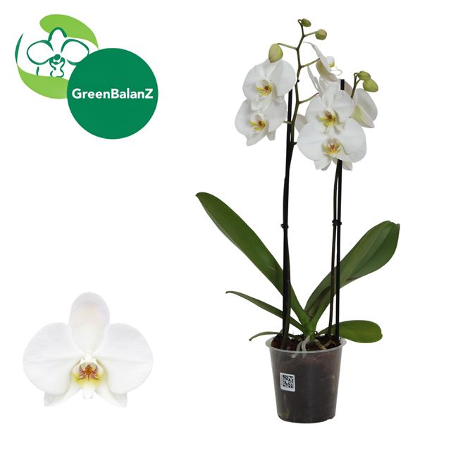 Picture of Phalaenopsis 02-stem leeds