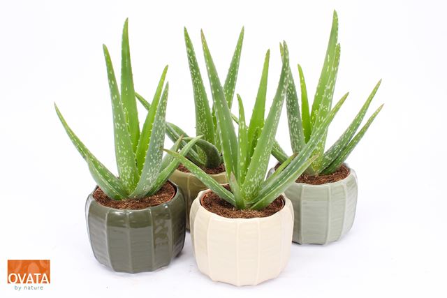 Picture of Aloe vera in rio ceramic