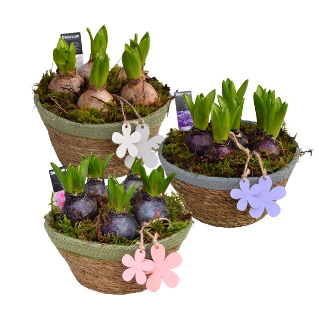 Picture of HYACINTHUS 05BULBS WICKER URBAN BOWL