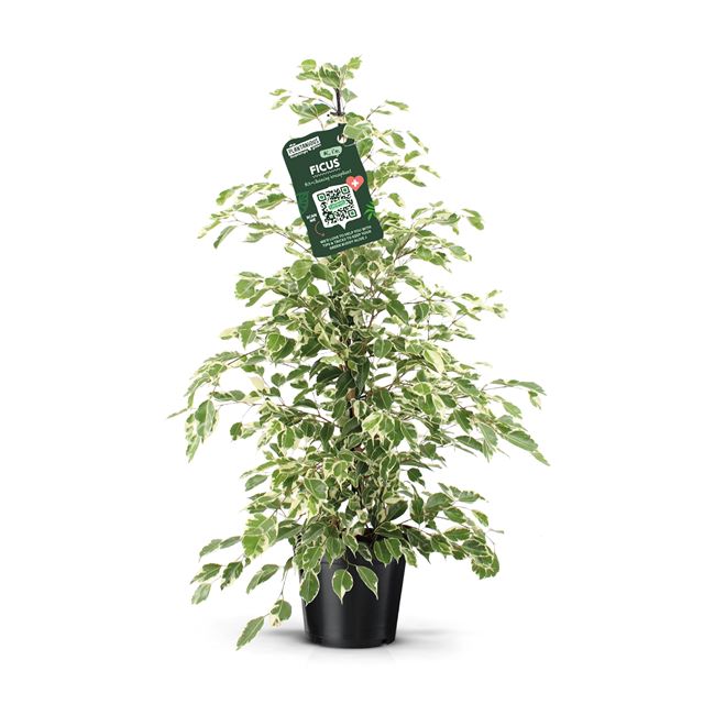 Picture of FICUS BENJAMINA TWILIGHT