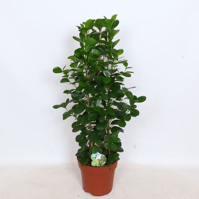 Picture of Ficus microcarpa moclame