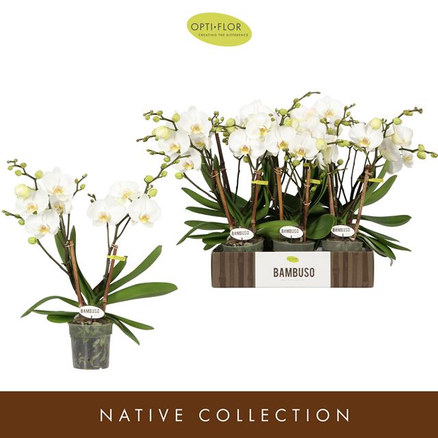 Picture of PHALAENOPSIS 02-STEM WHITE BAMBUSO INYO