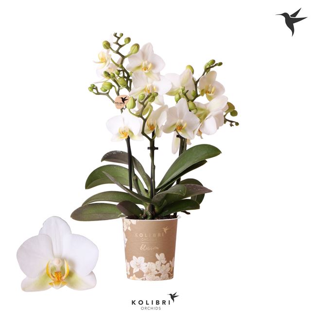 Picture of PHALAENOPSIS 03-STEM KOLIBRI LAUSANNE