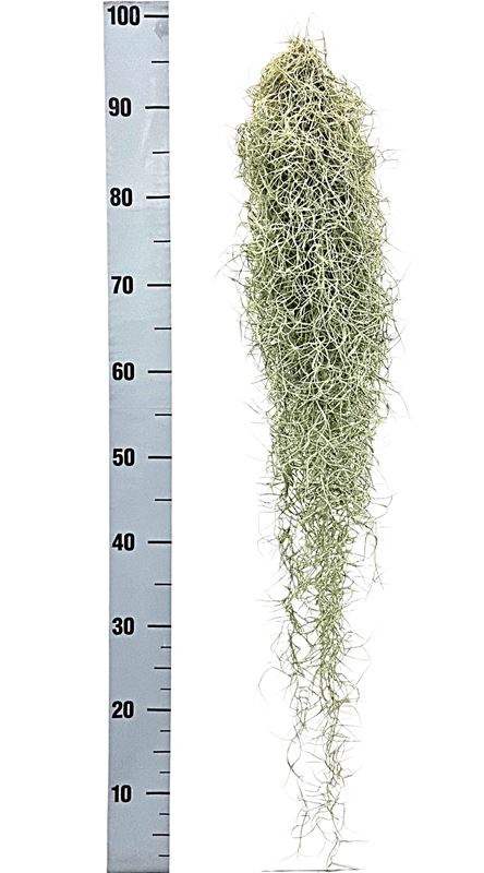 Picture of Tillandsia usneoides xxl