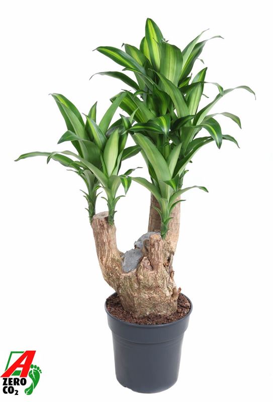 Picture of Dracaena fragrans massangeana branched