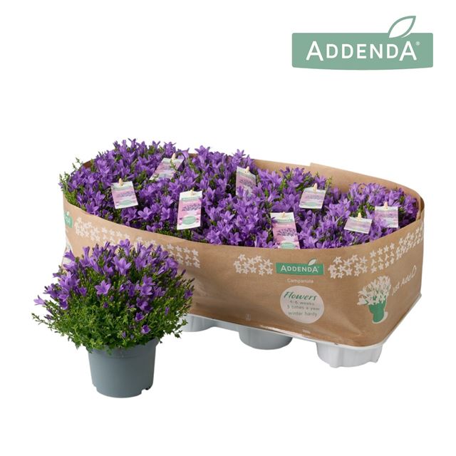 Picture of Campanula ambella intense purple