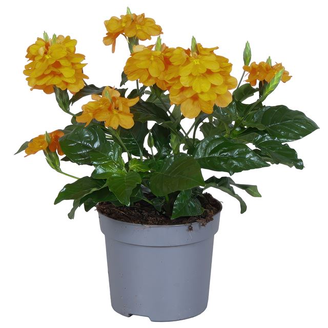 Picture of CROSSANDRA FORTUNA