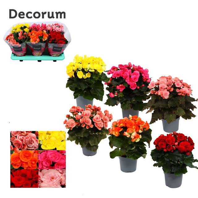 Picture of BEGONIA ELATIOR MIX