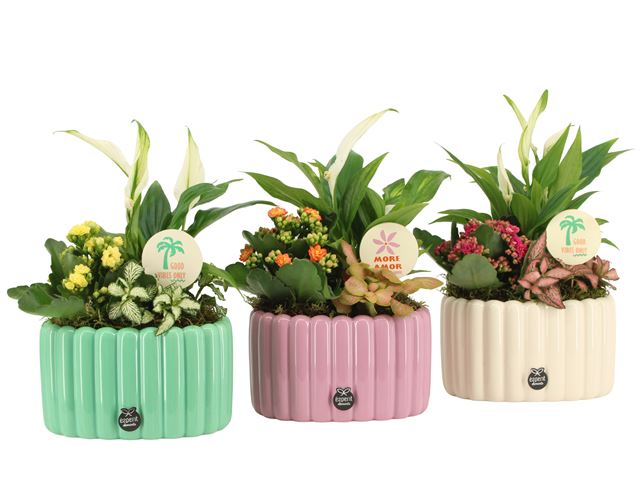 Picture of ARRANGEMENT COLOR CIRCUS 03PP