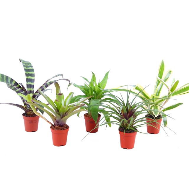 Picture of BROMELIA FORREST MINI MIX