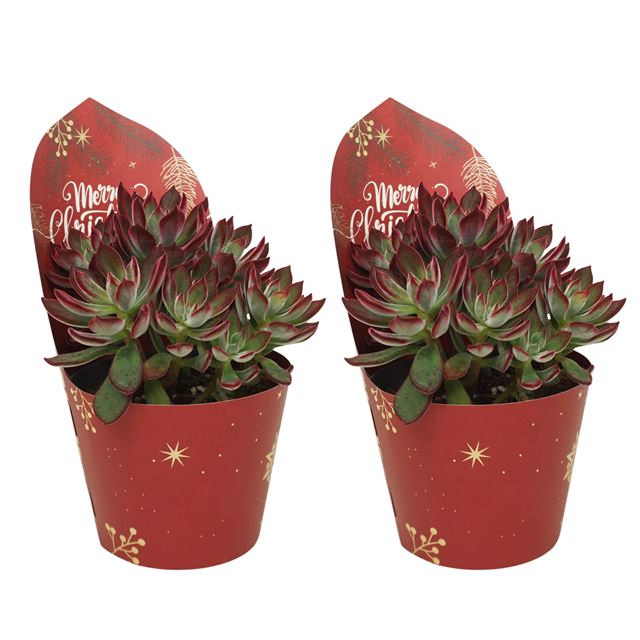 Picture of ECHEVERIA PULVINATA DEVOTION + XMAS COVER