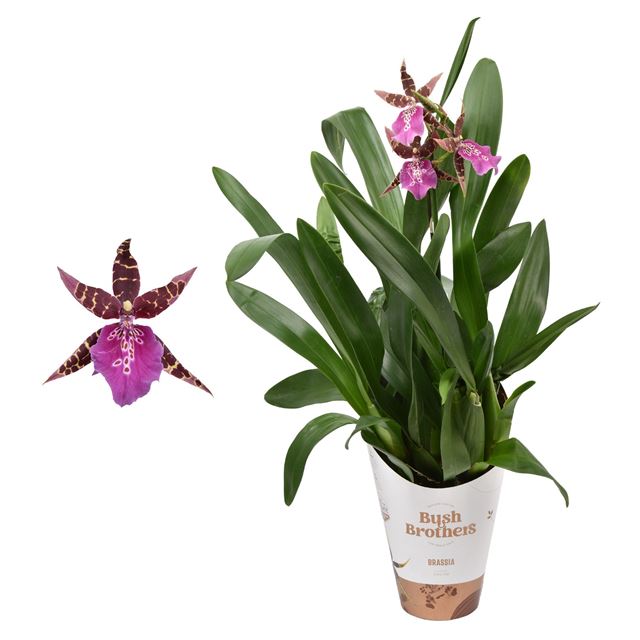 Picture of MILTASSIA 01-STEM