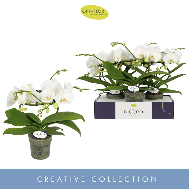 Picture of PHALAENOPSIS 02-STEM INFINITY WHITE