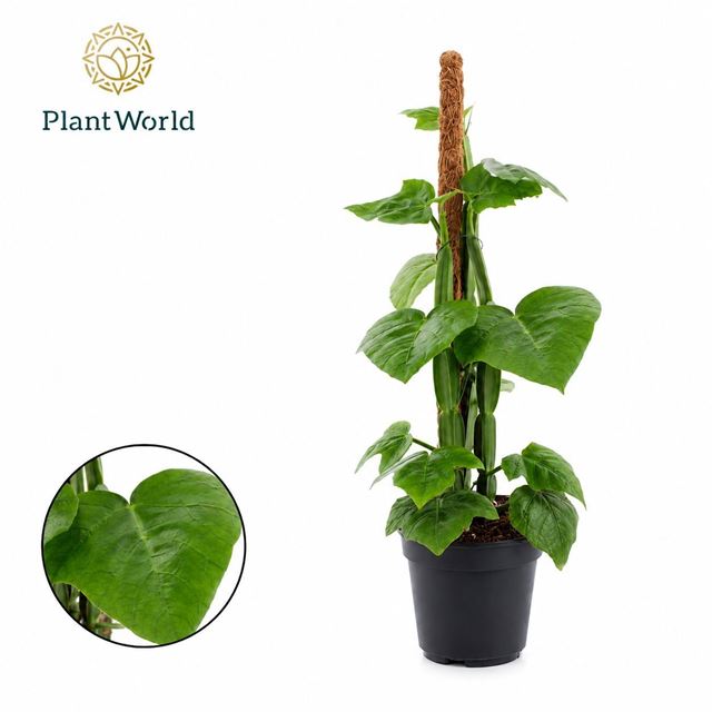 Picture of Cissus quadran moss pole