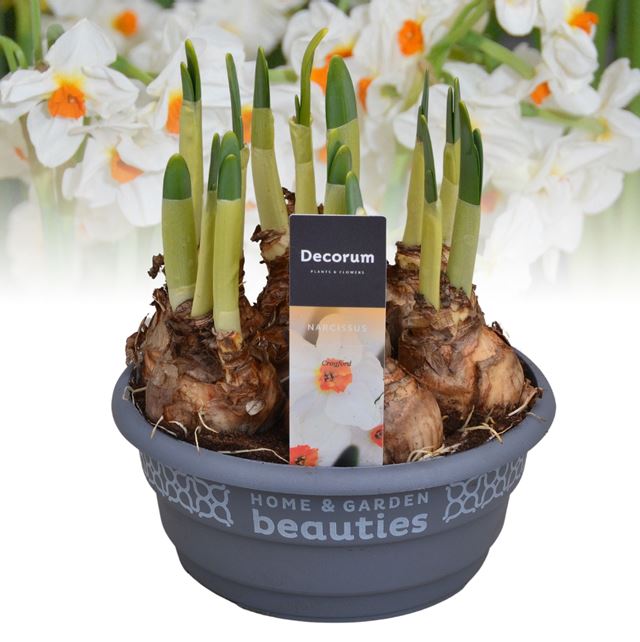 Picture of Narcissus cragford