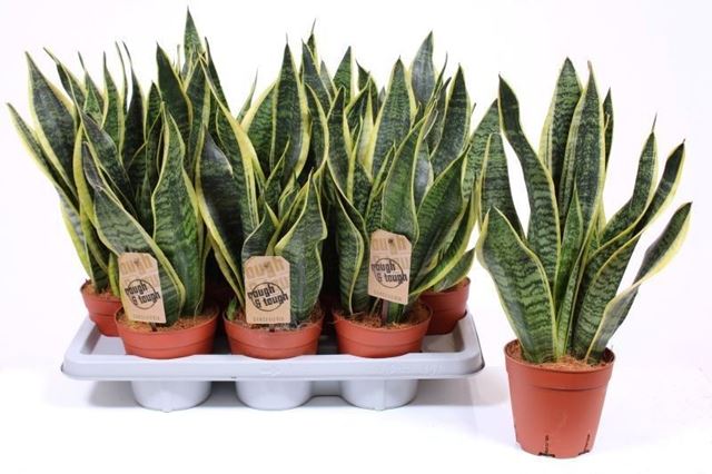 Picture of Sansevieria trifasciata futura superba