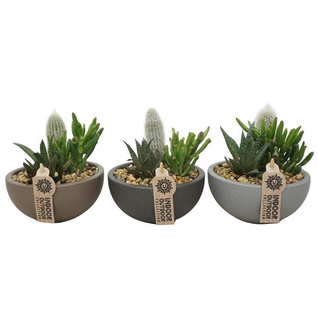 Picture of Succulent arrangement 03pp in ceramic