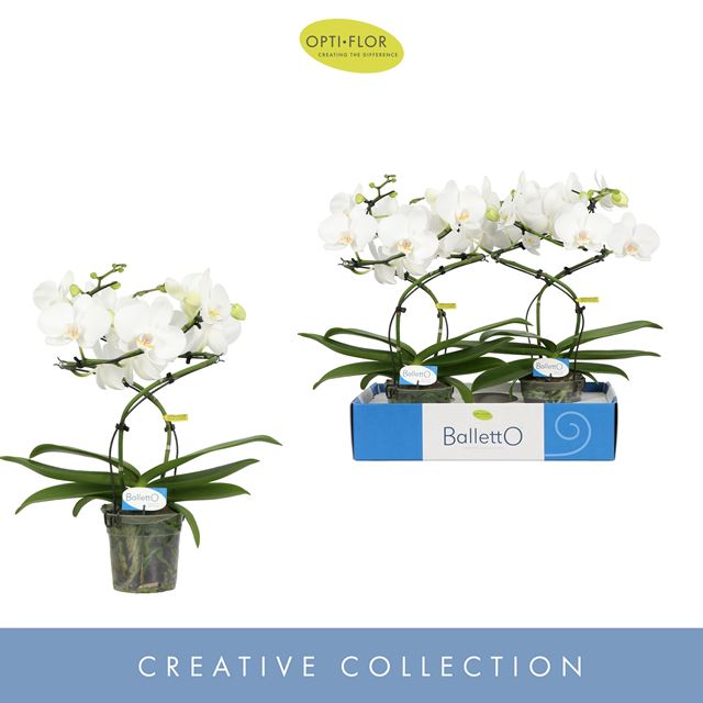 Picture of PHALAENOPSIS 02-STEM BALLETTO WHITE
