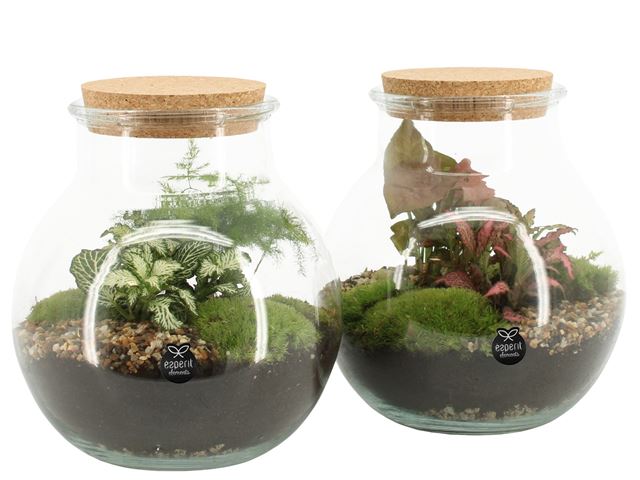 Picture of TERRARIUM